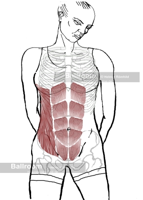 Rectus_&_Oblique_Muscles